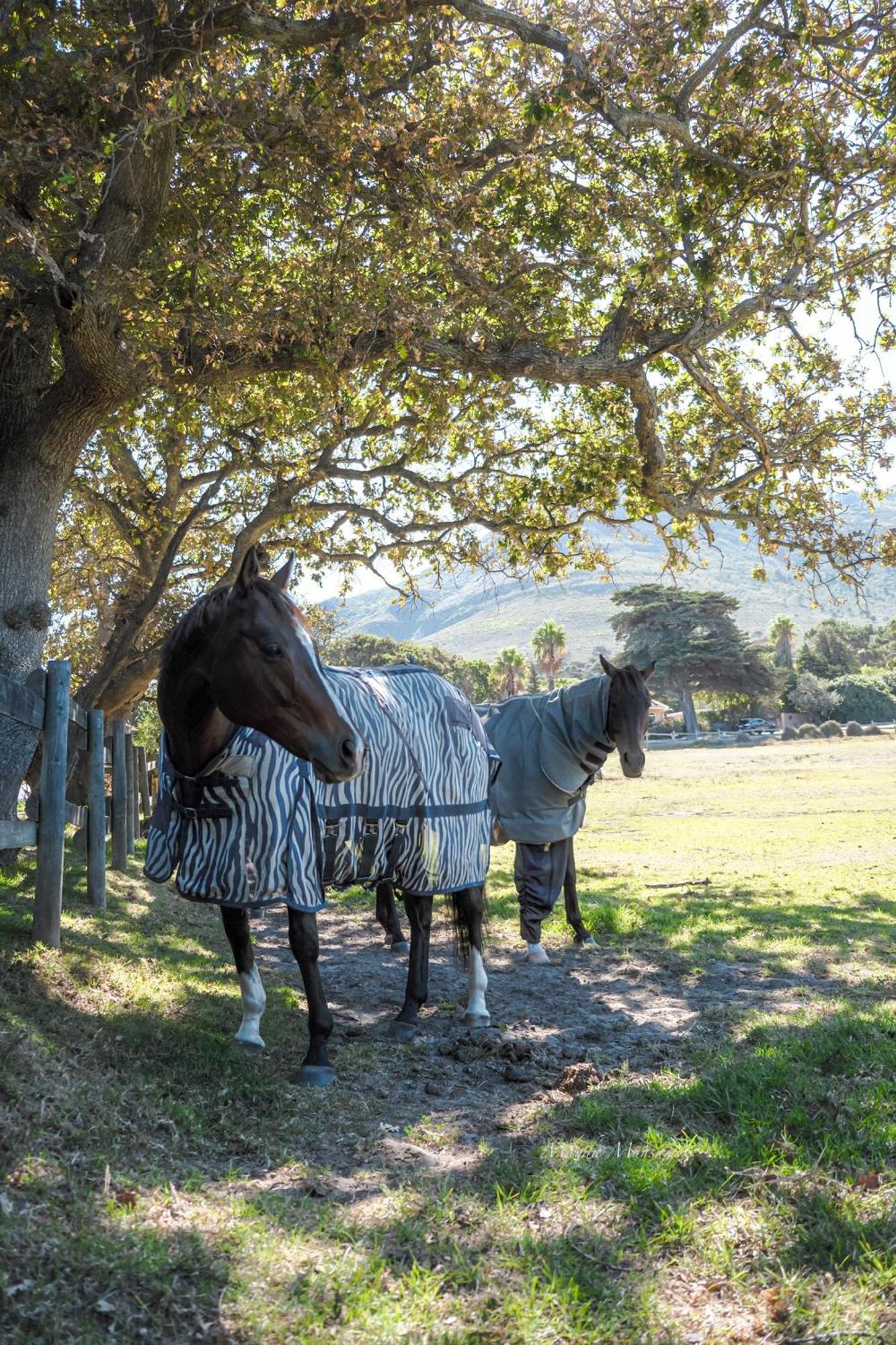 No2 Merlot Cape Town Luaran gambar